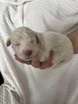 Piesek Lagotto Romagnolo z hodowli z Domu za Ogrodem FCI w Krakowie