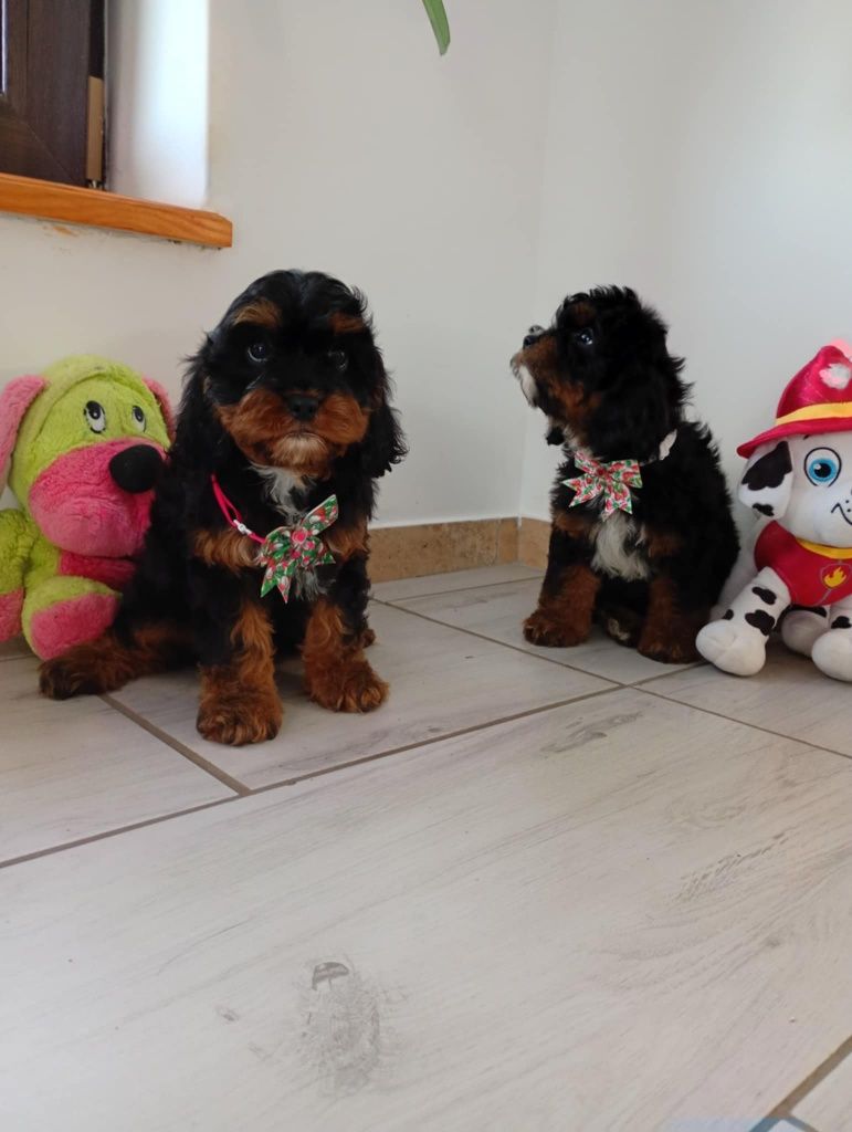 Śliczna suczka cavapoo