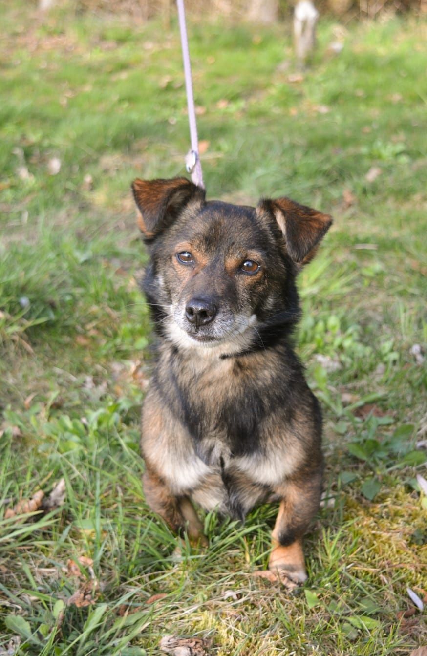 Mini piesek Tuptuś czeka na domek
