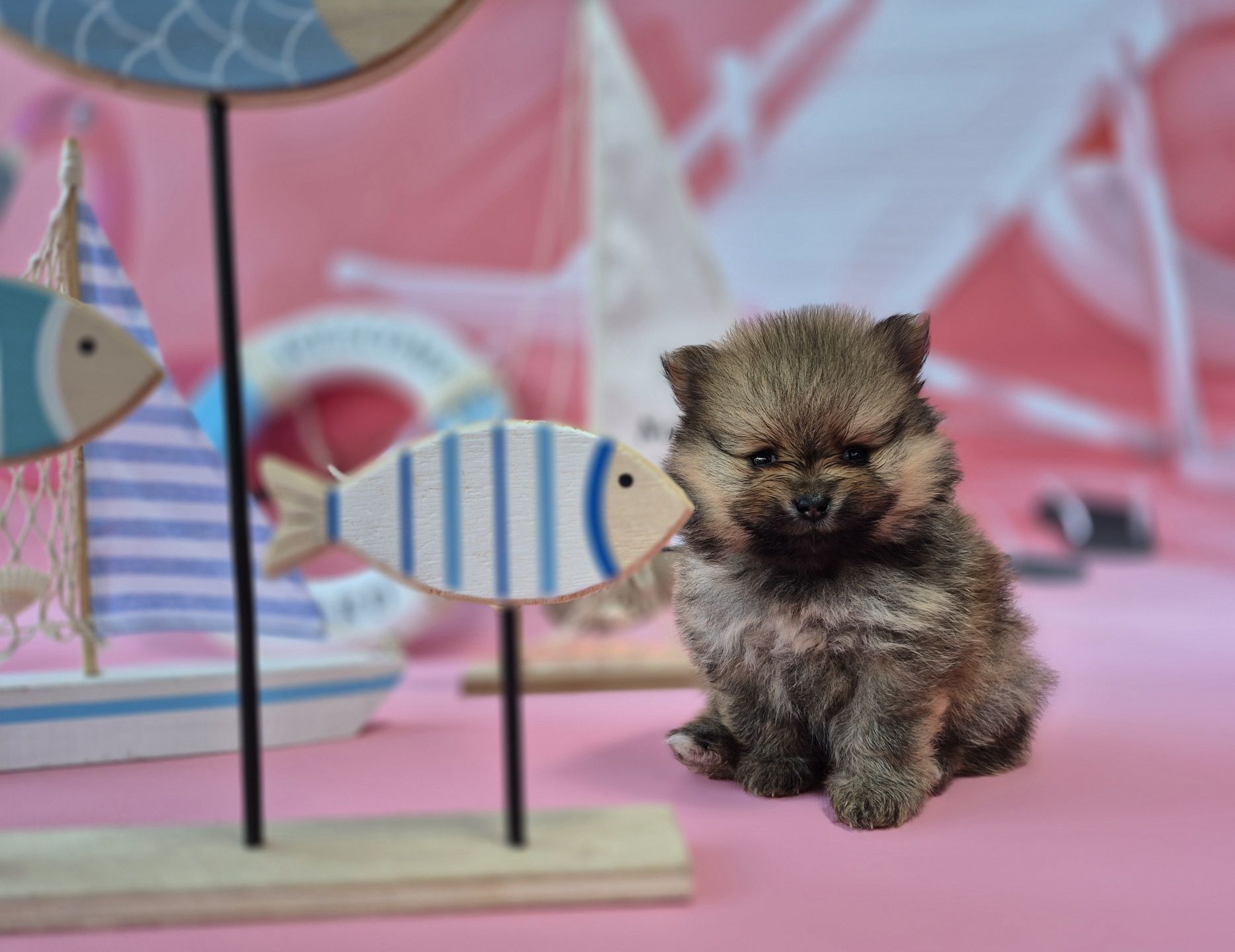 chłopiec szpic miniaturowy pomeranian