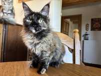 Roma kotka  Maine coon z rodowodem FPL