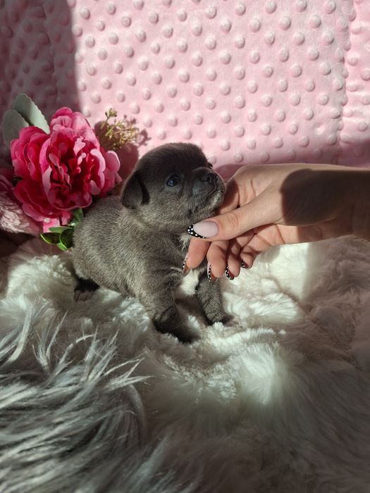 Chihuahua krótkowłosy BLUE Lolek