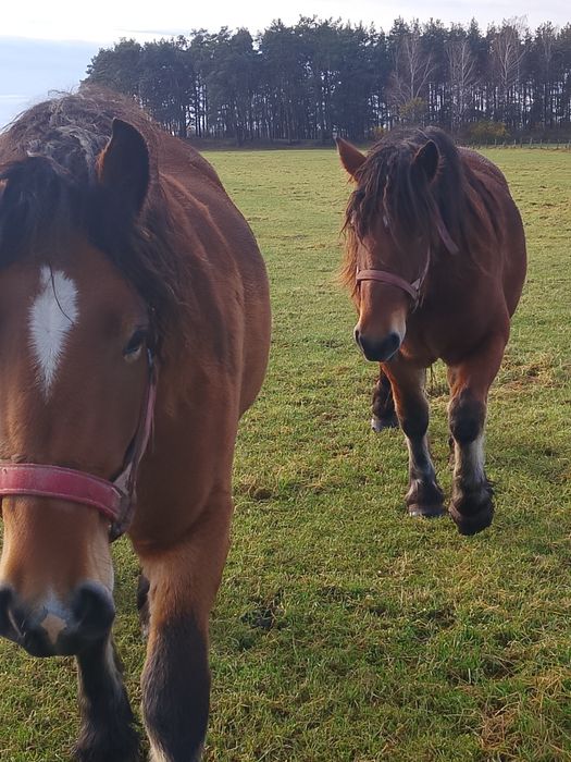 Sprzedam konie zimnokrwiste