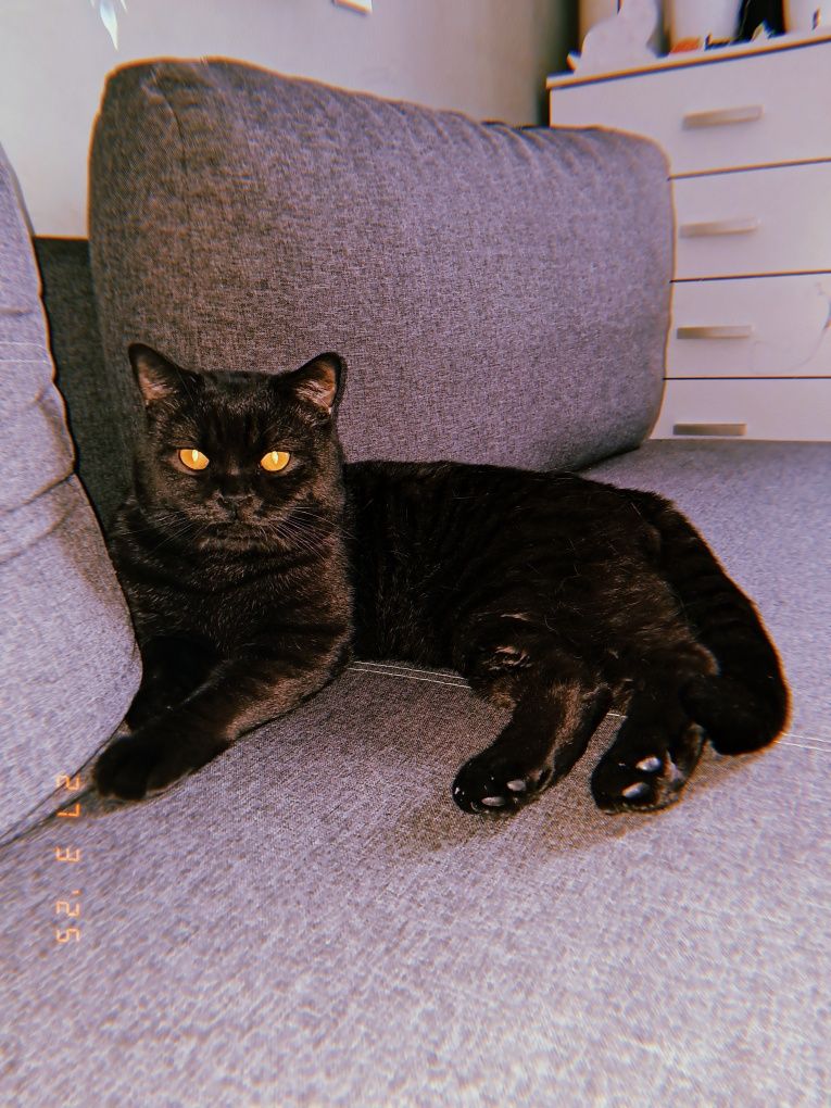 Котенок девочка 4 мес