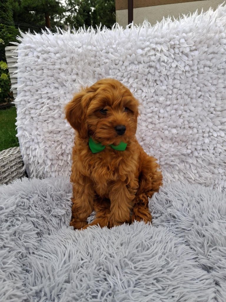 Śliczny Piesek Cavapoo