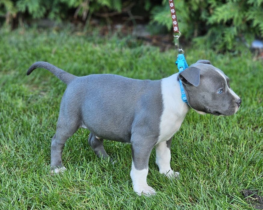 Piękny piesek amstaff
