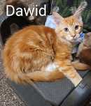 Sprzedam kocurka rasy Maine Coon urodzonego 27.03.2025  o imieniu Dawd