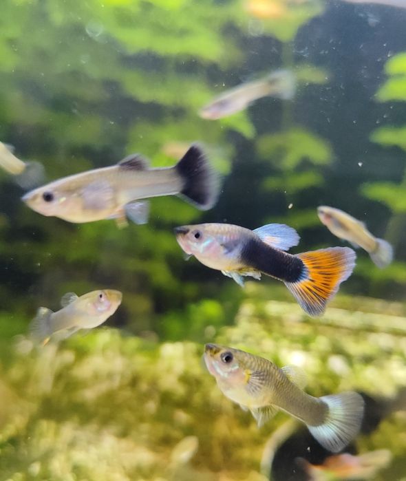Młode gupiki - rybki akwariowe