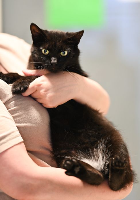 Przesłodka pieszczoszka szuka domu tymczasowego lub stałego, łagodna