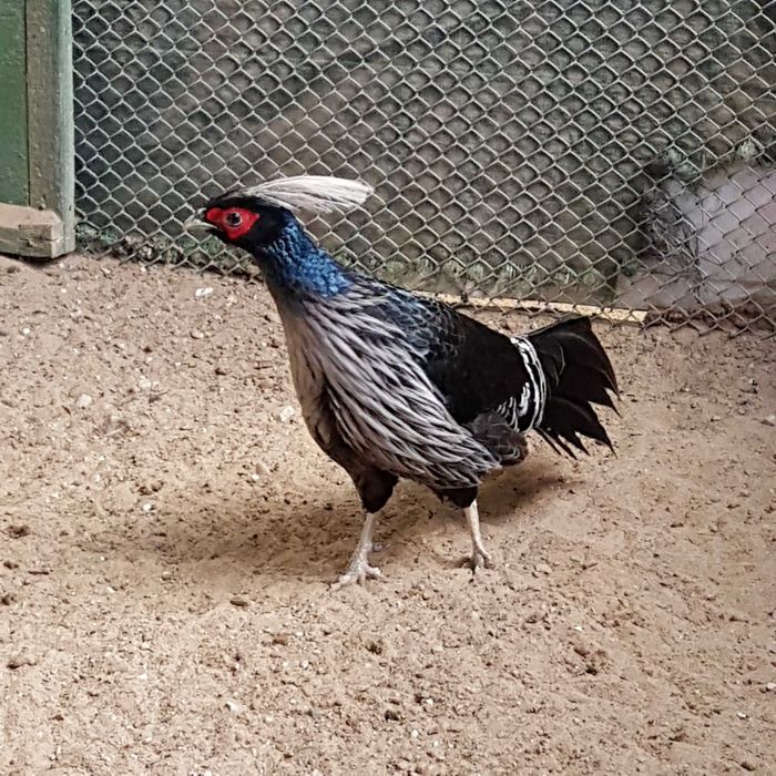 sprzedam bażanty białoczuby