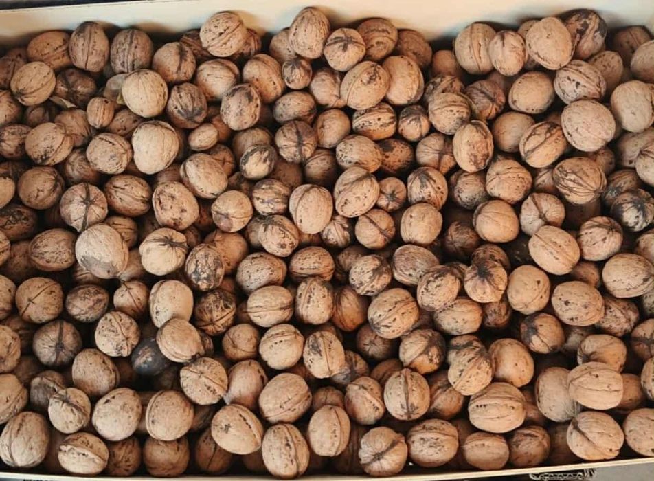 Orzechy włoskie w skorupie posiadam większe ilości
