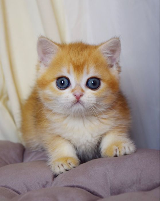 Британський хлопчик Золота Шиншила. Золотая Шиншилла. Київ