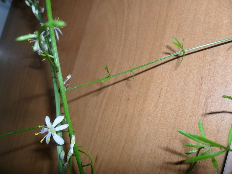 Цветы здоровья-хлорофитум.Возможен обмен или почтой.