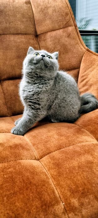 Kocieta brytyjskie BSH