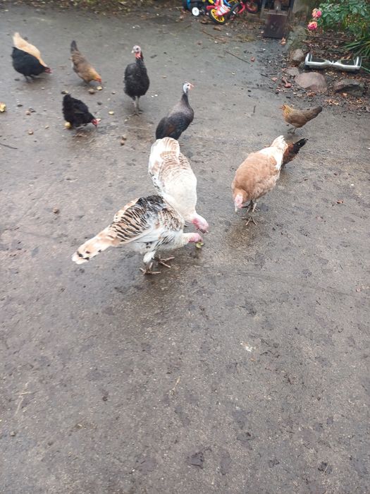 Pary indyków sprzedam lub zamienię