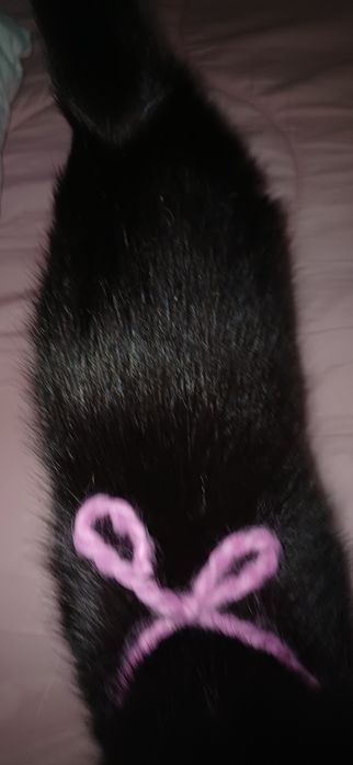 Kotek do dobrego domu