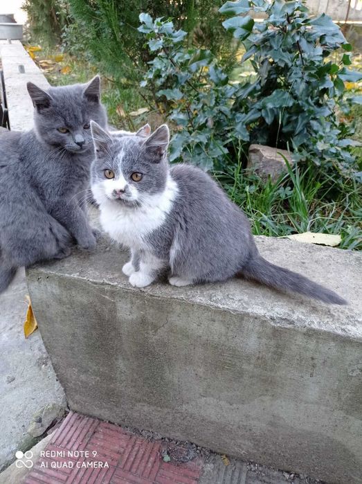 Кошенятя у добрі руки