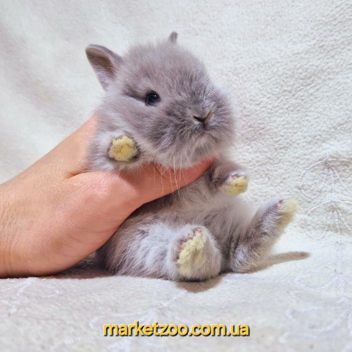 Мини карликовий кролик карликовый міні левоголовий карликовые карликов