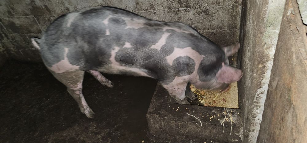 Porca caseira com cerca de 1 ano