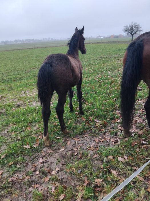 Ogierek Śląski szpak