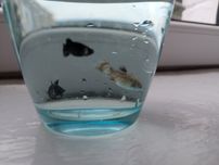 Чорна молінезія (Black Molly) — красива акваріумна рибка