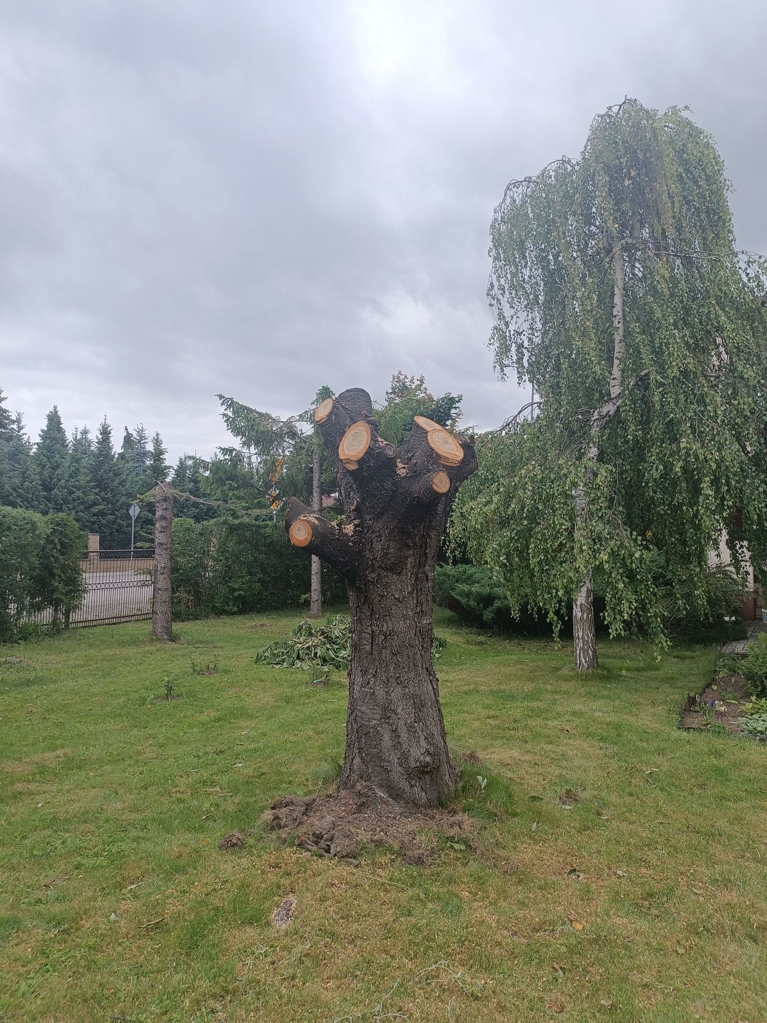 Sprzedam pień drzewa