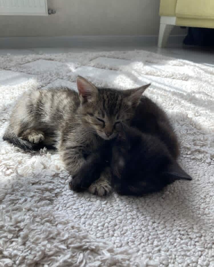 Котята бесплатно