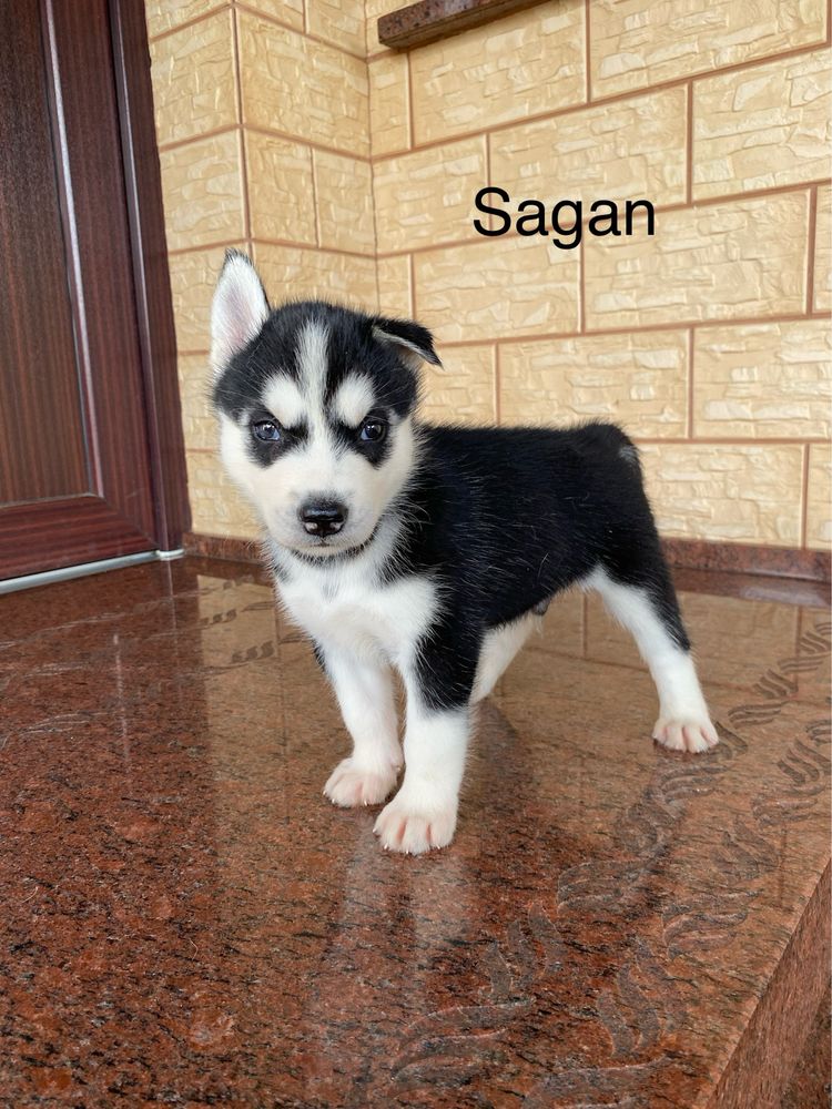 Husky Syberyjski