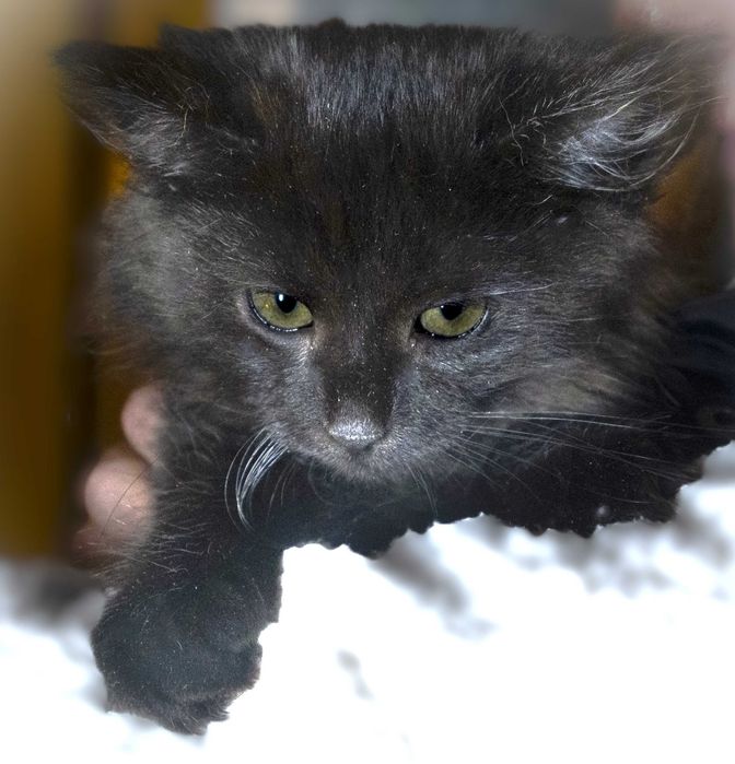 Кошеня чорний шукає дім