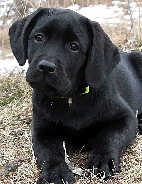 labrador retriever piękny rodowód piesek
