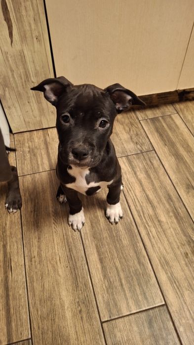 Амстафи з гарним родоводом