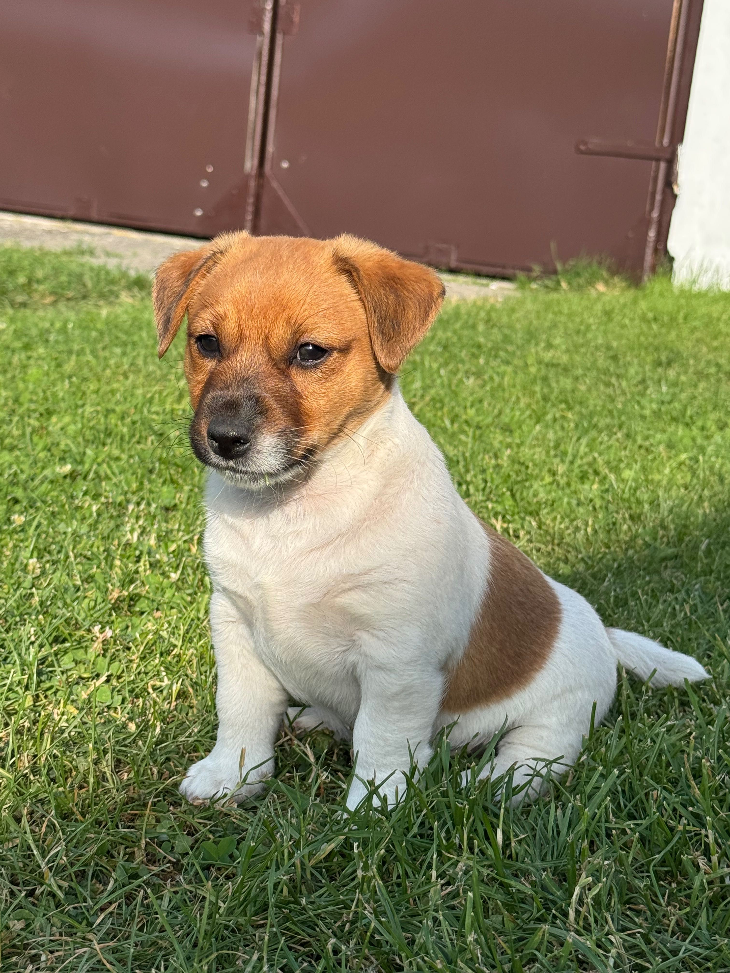 Jack Russell Terrier piesek Axel