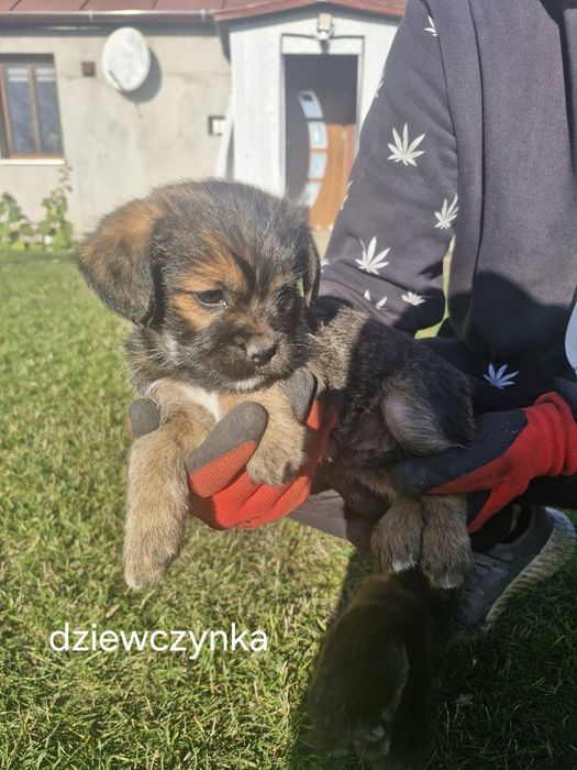 Oddam szczeniaki