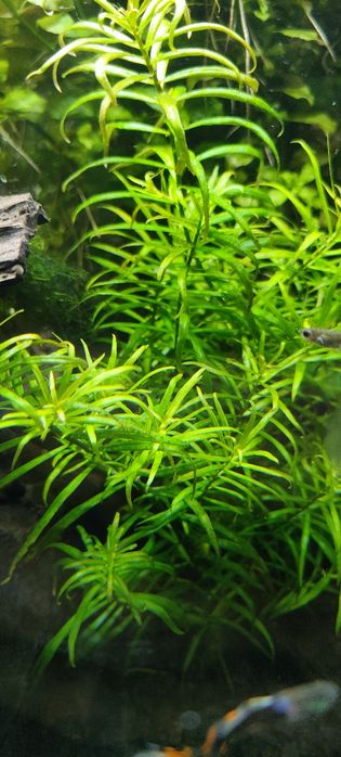 Roślinki akwariowe - Ludwiga - moczaka - hydroklea - gupik - glonojad