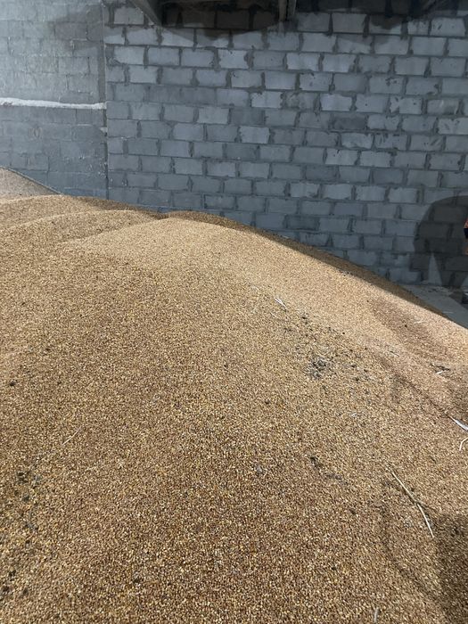 Кукуруза 10000 т, 14-15 % волога