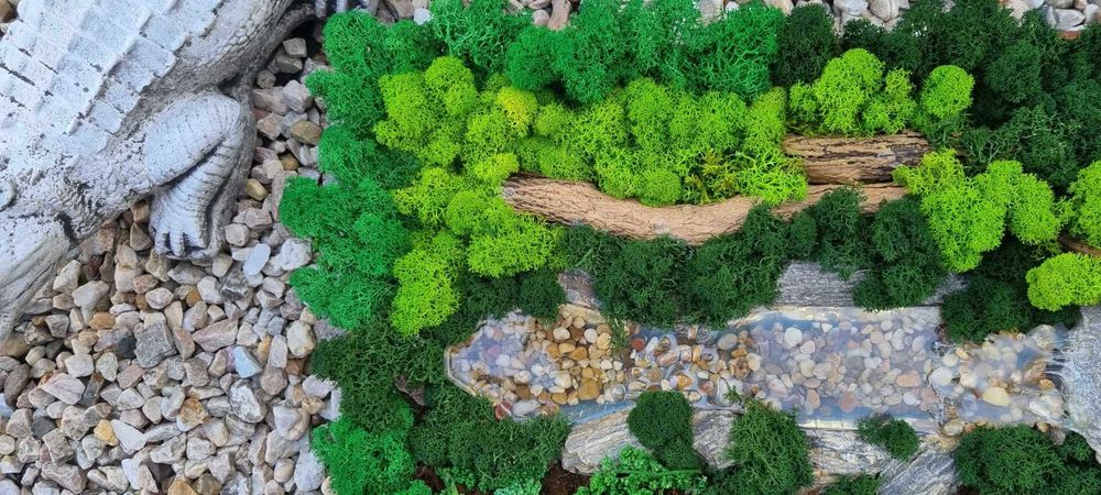 Obraz żywy . Mech chrobotek.  47 x36 w drewnianej ramie