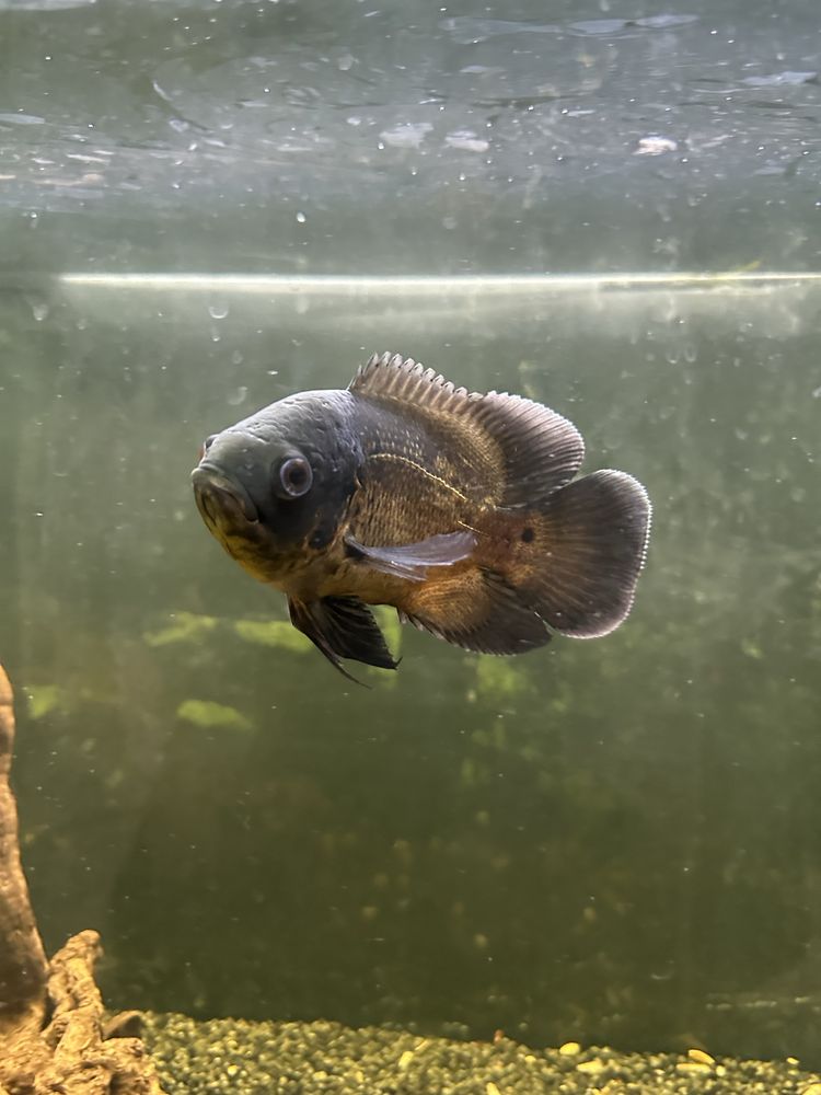Oscar e polypterus endlicheri