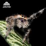 Skakun Phidippus regius SOROA pająk,OKAZJA/terraria/akcesoria