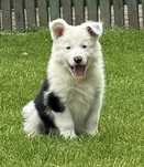 Border collie wyjątkowy