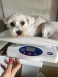 Bichon maltes femea