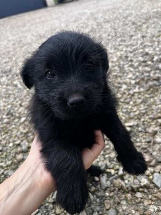 Oddam pies dziewczynka maltańczyk mieszanka