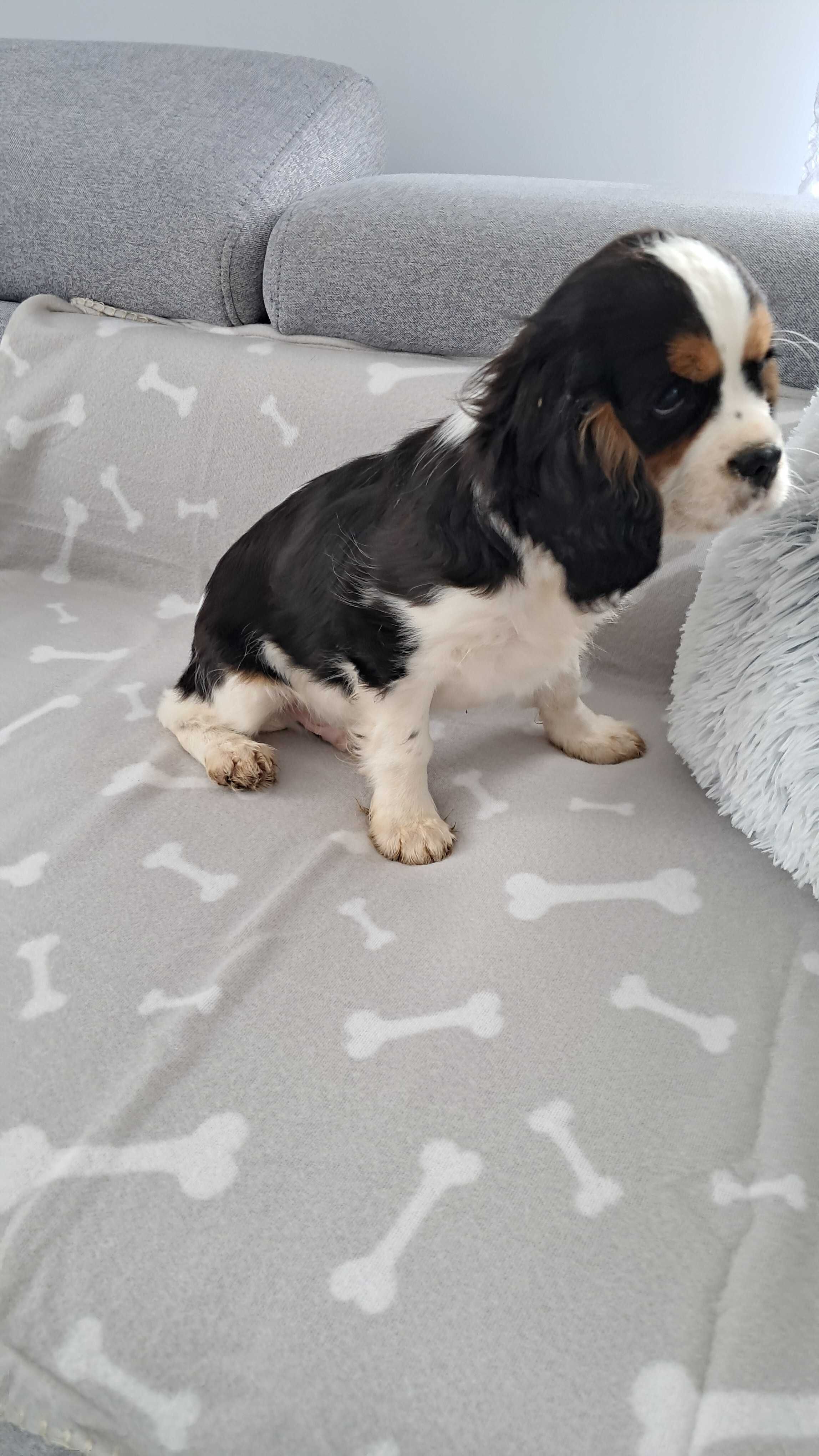 Sprzedam Cavalier king spaniel do odbioru chlopiec