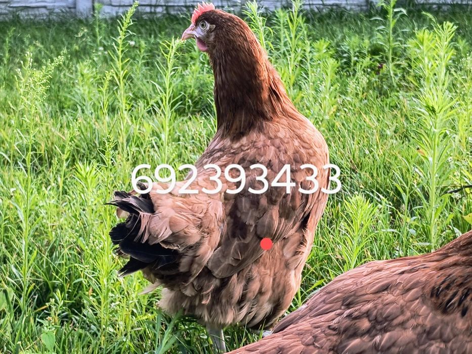 Kury nioski młode kokoszki Rossa dominant leghorn zielononóżki