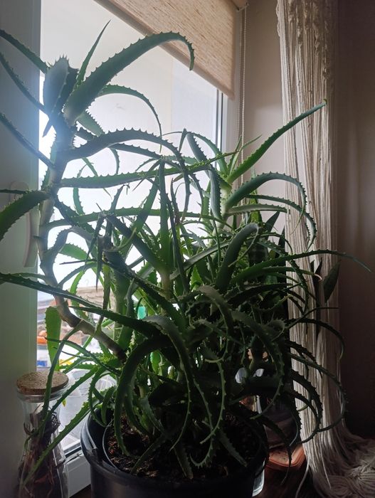 Aloes roślina zielona