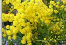 Продам семена мимозы (акация серебристая, acacia dealbata), не Китай!