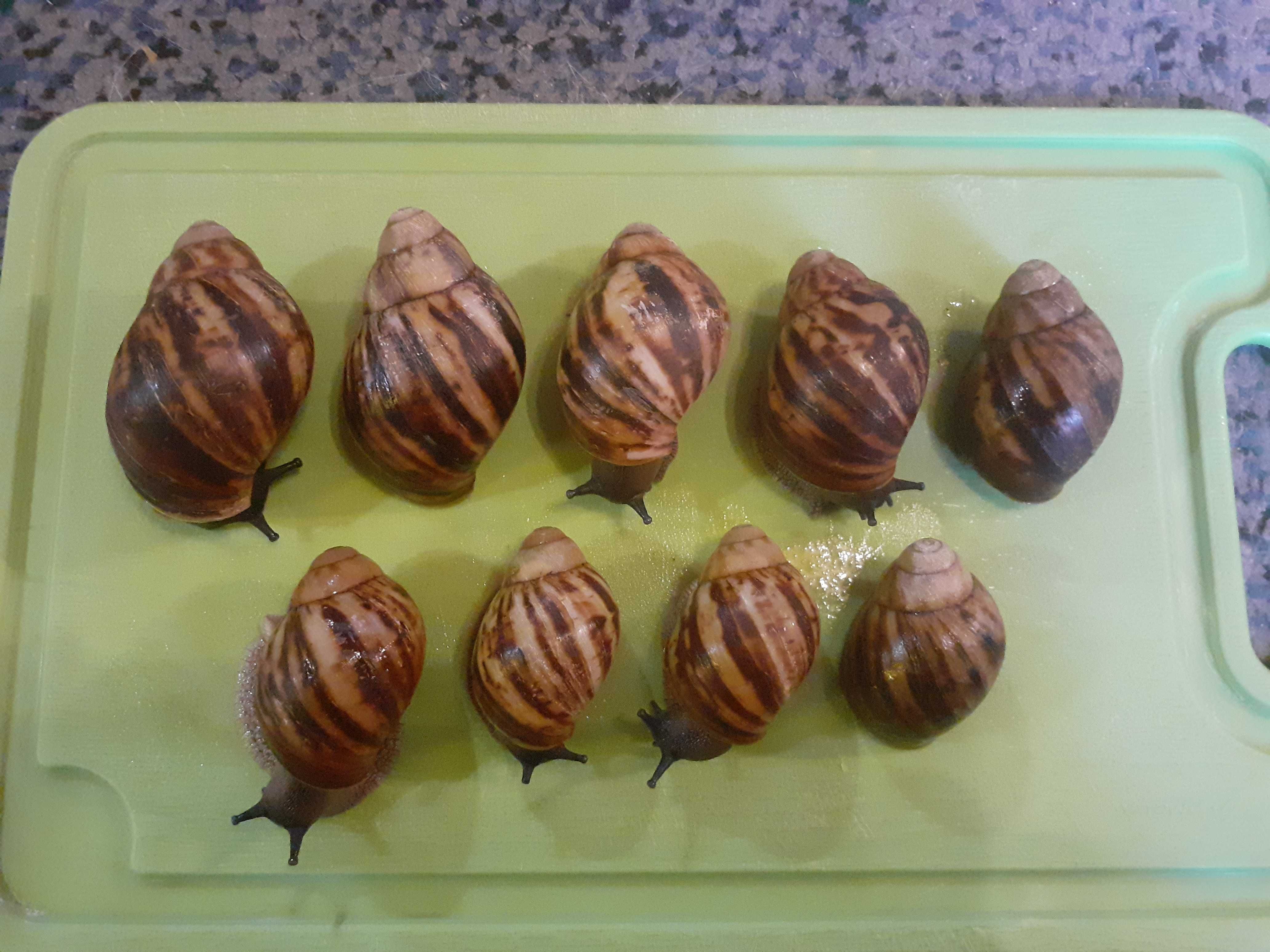Ślimaki afrykańskie (Archachatina marginata) młode osobniki