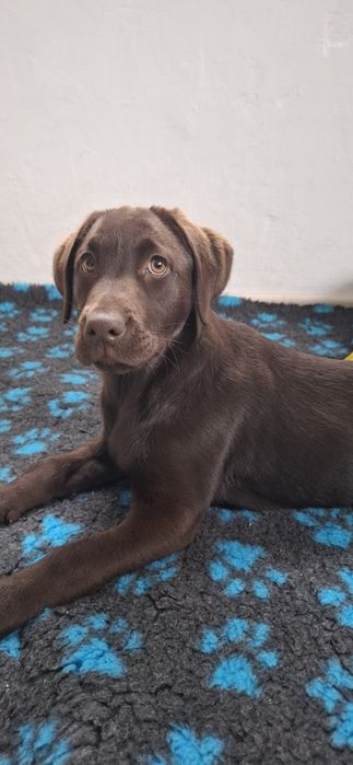 Labrador retriever szczeniak