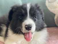 Suczka Border Collie ZKwP/FCI