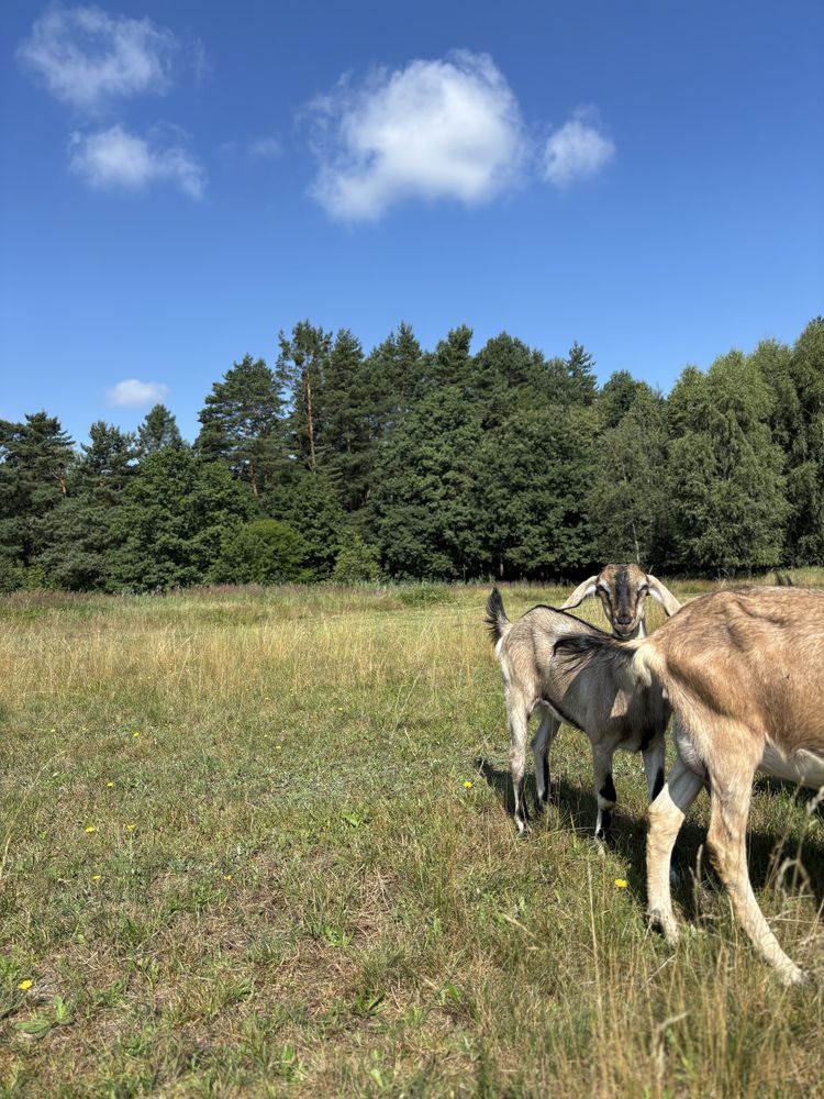 Młode kozy, genetycznie bezrożna i rogata