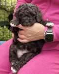 Lagotto Romagnolo Zkwp, szczeniaczek -suczka